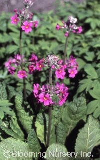 Primula beesiana                                  